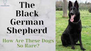 Long Haired German Shepherd What To Know Before Buying [upl. by Hedi]