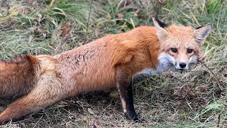 Check day 17 first red fox of the season [upl. by Eseyt]