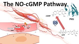 The NOcGMP pathway [upl. by Retseh]