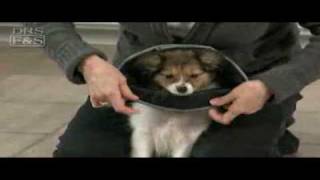 How to Fit Comfy Cone on Your Dog  DrsFosterSmithcom [upl. by Atiuqer]