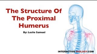 076 The Structure Of The Proximal Humerus [upl. by Daloris]