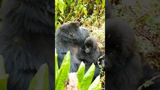 Baby Gorilla snuggles with mom🦍 gorilla cute animals wildlife shorts viralvideo [upl. by Hunger]