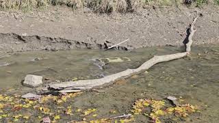 Mill Dam after the dam wall removal [upl. by Saint464]