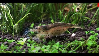 Breeding Amano Shrimps  The Scientific Evidence [upl. by Farica]