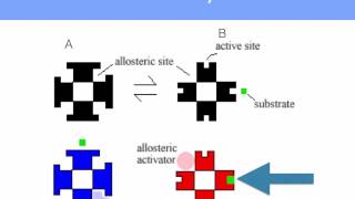 AS level C2 Enzyme control and cofactors [upl. by Cul]