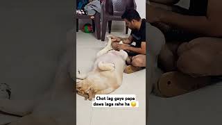 Chot lag gaye ha 😔 labrador doglover [upl. by Aligna663]