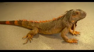 Pet reptiles abandoned because of rising the cost of living [upl. by Milzie109]