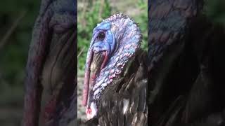 Strange bird youtubeshorts youtube ytshorts youtuber shortvideo nature MultiNiche [upl. by Ailimac]