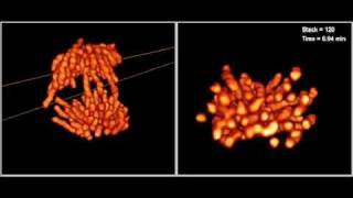 Bessel Beam Plane Illumination Microscopy  Mitosis [upl. by Tnattirb]