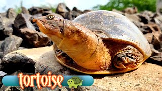 A Beautiful Funny Turtle Came Up On The Pile Of Gravel turtlestortoise Turtle 4video [upl. by Eelyram]