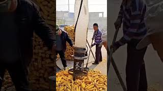 The process of corn being sucked into the crusher [upl. by Anilorak]