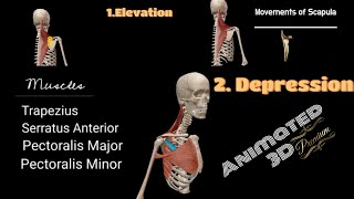 Scapula Movements with Muscles [upl. by Anihsat]