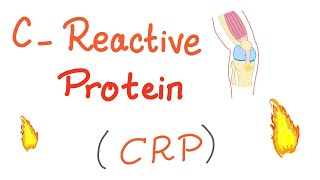 CReactive Protein CRP  Inflammation  Acute phase reactant [upl. by Leoline]