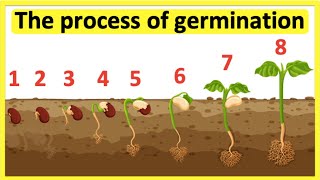 The process of seed germination 🌱 Stepbystep process [upl. by Cinemod185]