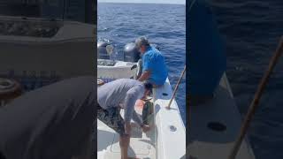 Yellowfin Tuna fishing Venice Louisiana [upl. by Eedeed]