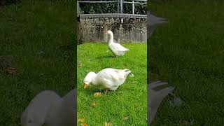 the swans of Tavistock canal [upl. by Willem]