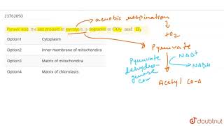 Pyruvic acid the last product of glycolysis is degraded to CO2quot and quotH2 [upl. by Teodoro]