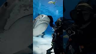 Back to tiger Sharks This young female is a fave🧡🐬🦈🤿🌊shorts youtubeshorts viralvideo trending [upl. by Udall]