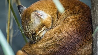 Asiatic Golden Cat Catopuma temminckii Wakes Up [upl. by Fellner]