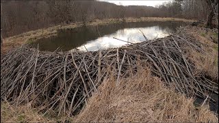 Trout Fishing Opening Day Of PA Trout Season 2021 EPIC DAY mepps fishing fish [upl. by Harret514]