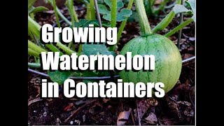 Growing Watermelon in Containers  3 Tips  Growing Large VeggiesFruit in Containers 2 [upl. by Hsekar]