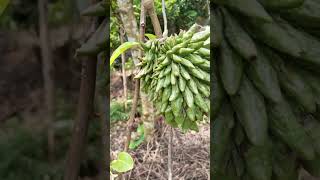 quotRollinia Fruit Planting amp Care How to Grow Exotic Rollinia Treesquot [upl. by Nivart]