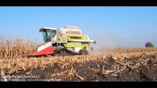 Corn Harvest Claas Commandor 228 CS Rába 1800 CAT Challenger 65D 2 X IFA W50 [upl. by Brownley563]