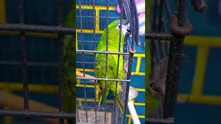 Hahns Macaw on order birdsforsale exoticbirdsfarm tamedbirds parrot birdstore [upl. by Burl187]