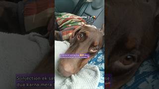 Mac ko aa gaya bukhar 🫣🥹short dog viralshort trending youtubevideos doglovers viralvideo [upl. by Meggi139]