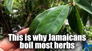 Best Way to Make Soursop Leaf Tea  Benefits of Soursop soursop jamaicanbushtea [upl. by Ahtoelc196]