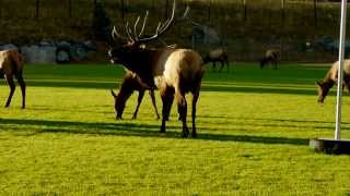 Bull Elk vs Cell Phone Photographer [upl. by Ainotal787]