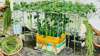 Growing Cowpeas in Styrofoam Containers [upl. by Bodwell]