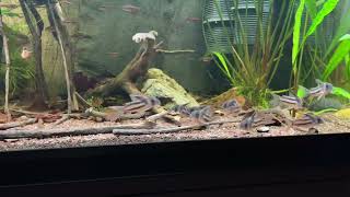 Corydoras CW127 „super parallelus“ amp Loricaria spec Rio atabapo [upl. by Thurston492]