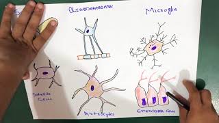 Glial Cells  Neuroglia  Types [upl. by Inele683]