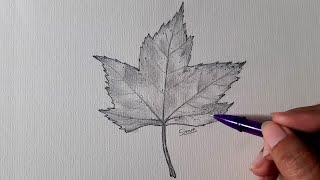 Fall Leaves Drawing  How to Draw Fall Leaves  Autumn Leaf Sketch  Sinoun Drawing [upl. by Anilatac]