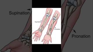 movement of Radius and Ulna 👌  Radius and Ulna shortfeed trending viral shorts [upl. by Eilraep]