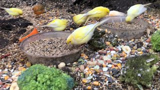 Canary breeding season 2024 [upl. by Winters]