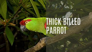 Thick Billed Parrot Rhynchopsitta Pachyrhyncha [upl. by Ellerret110]