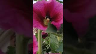 Hollyhock is opening the Flowers [upl. by Nuahsyar6]