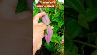 Tradescantia zebrina plants care tips plants hangingplants indoorsplants shorts trending [upl. by Odinevneib]