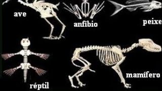 Animais vertebrados mamíferos aves répteis peixes e anfíbios [upl. by Chuah633]