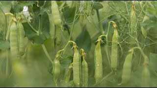 Legumes A contribution to soil and biodiversity [upl. by Beutner]