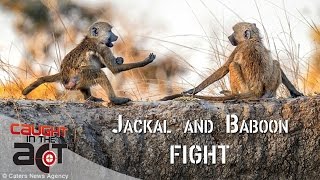 Jackal and Baboon fight over food  Caught in the Act [upl. by Eahs]