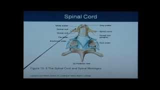 Anatomy and Physiology Chapter 13 Spinal Cord Anatomy and Physiology Help [upl. by Swanhildas]