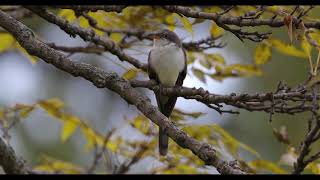 Yellowbilled cuckoo  Coccyzus americanus [upl. by Anaillil]