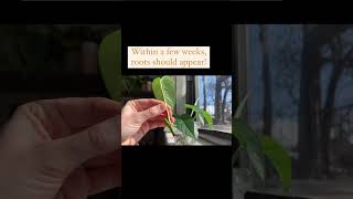 Leggy Pothos Heres how to fix it [upl. by Isobel]