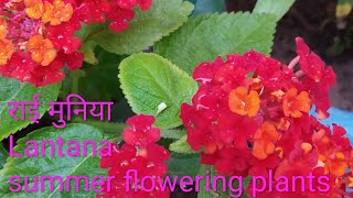 Lantana plant 🌼🌸 👉Growing and Caring method Best👍💯 Summer flowering plants [upl. by Persian]