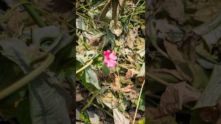 dried leaf around flowers [upl. by Airdnaid]