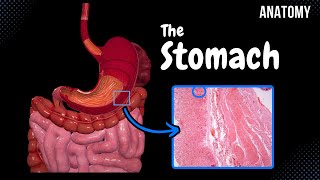 Stomach Anatomy Topography External Features Parts Layers [upl. by Aleik]