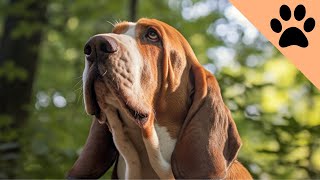 The pros and cons of owning a Basset Hound [upl. by Carlton]